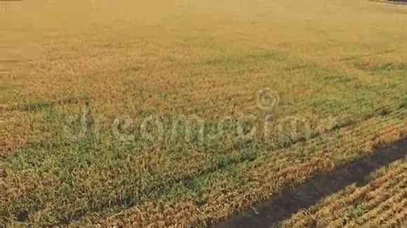鸟瞰玉米种植园视频的预览图