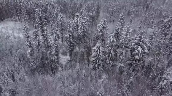 常绿树在寂静的白色冬天视频的预览图