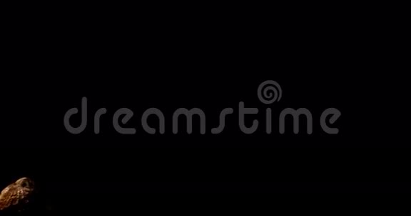 欧亚陶尼猫头鹰阿卢科成人飞行诺曼底视频的预览图