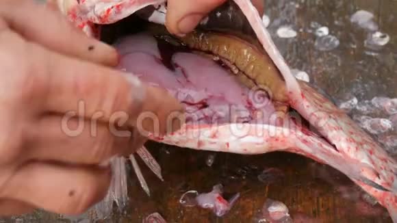 渔夫把刚抓到的一条活泼的大鱼的肚子割了下来里面有内脏和很多鱼子酱清洗鱼视频的预览图