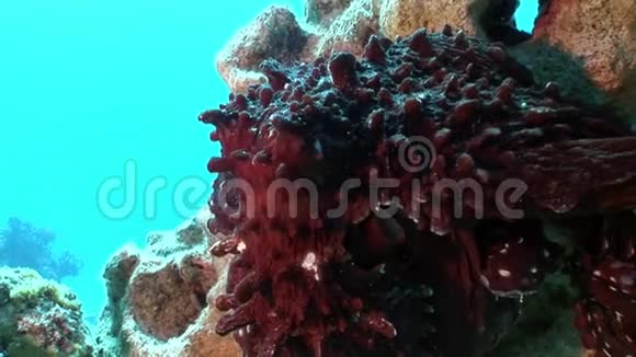 红章鱼水下海洋特写视频的预览图