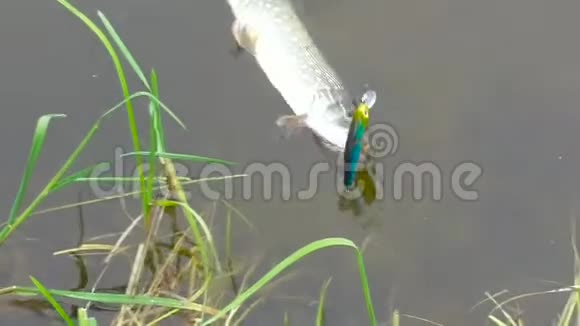 一个渔夫钓到的鱼钩上的派克视频的预览图