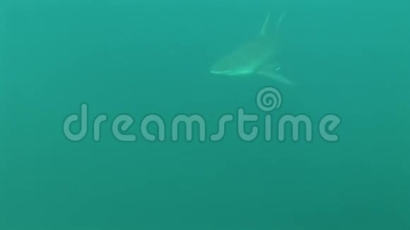 灰色鲨鱼水下视频视频的预览图