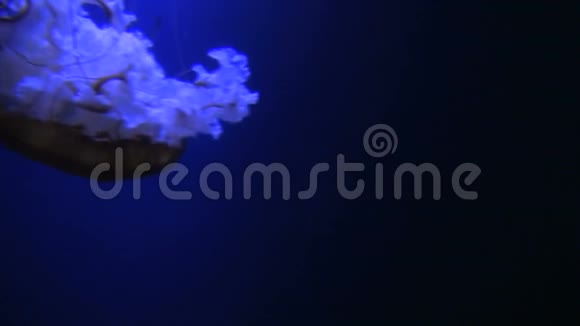 发光的水母在黑暗的水中漂流视频的预览图