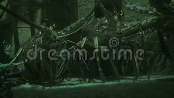 海底龙虾特写绿灯视频的预览图