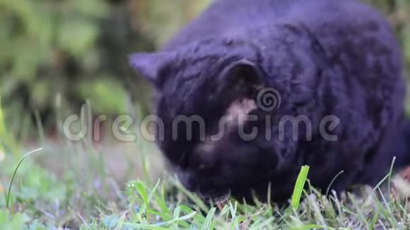 户外有黄色眼睛的黑猫黑猫躺在外面的草地上赛尔克雷克斯猫在花园里吃草视频的预览图