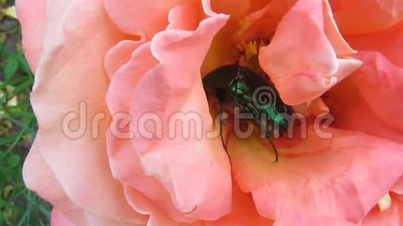 绿玫瑰花甲虫在玫瑰花丛中活跃地翻来覆去34视频的预览图