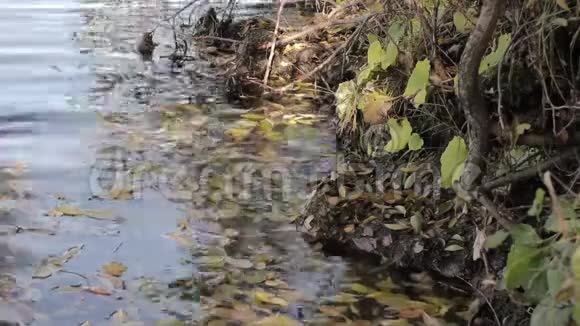 黄叶在水上秋天在美丽的池塘里视频的预览图