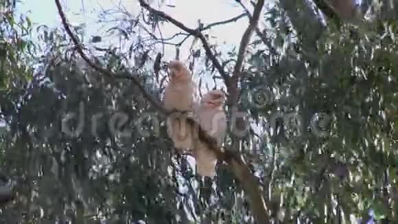 澳大利亚长嘴鸟在树胶树上视频的预览图