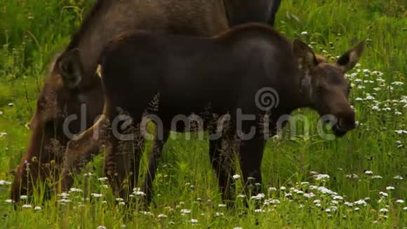 野外放牧的成年驼鹿和小牛视频的预览图