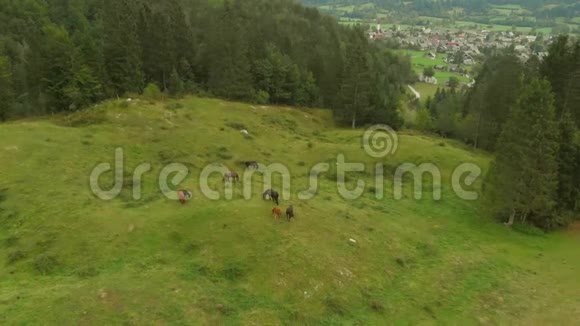 草地上马的空中景色视频的预览图