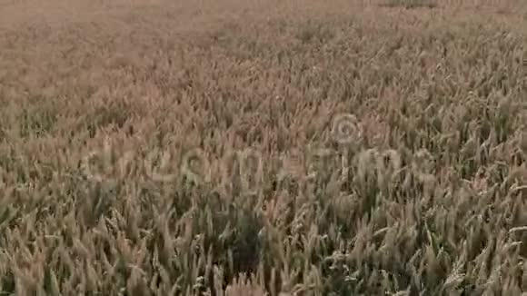 空中观景在成熟的金色小麦之上飞行向前和向上飞行视频的预览图