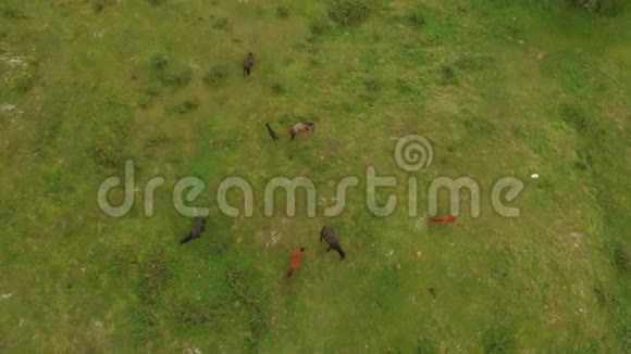 草地上马的空中景色视频的预览图