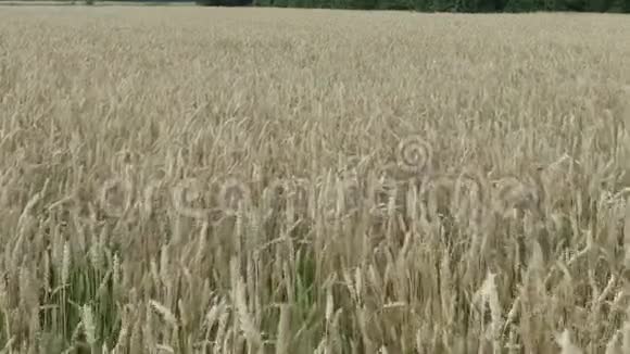 空中近距离飞行接近巨大的黄色麦田巨大的炽热的太阳落山后乌克兰视频的预览图