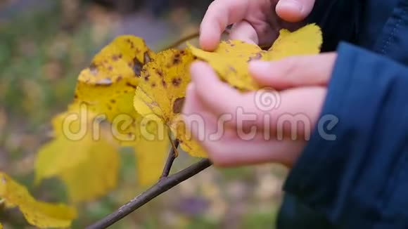 秋天公园里的男孩看着黄色的叶子在新鲜空气中行走秋天的风景一个美丽的风景胜地视频的预览图