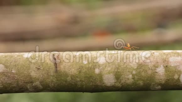 红蚂蚁走过一支高清夹子视频的预览图