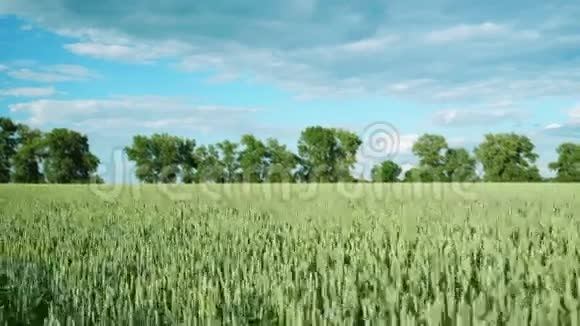 夏天还没有熟的小麦的田视频的预览图