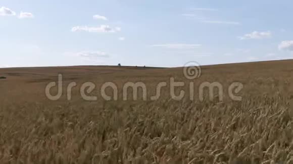 空中观景在成熟的金色小麦之上飞行向前和向上飞行视频的预览图