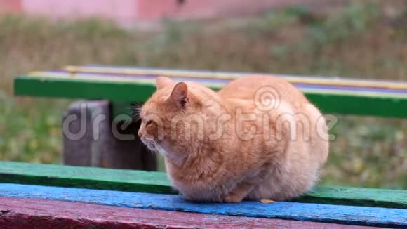 肥姜猫坐在长凳上环顾四周视频的预览图