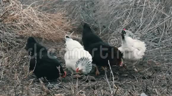 黑白农场鸡在深秋或早春的枯草中放牧视频的预览图