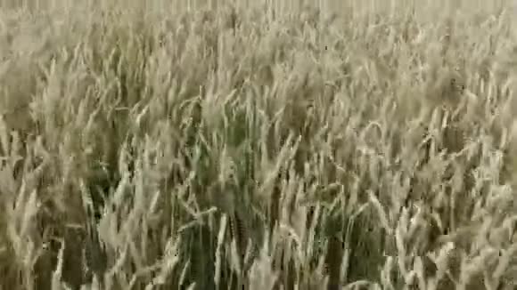空中近距离飞行接近巨大的黄色麦田巨大的炽热的太阳落山后乌克兰视频的预览图