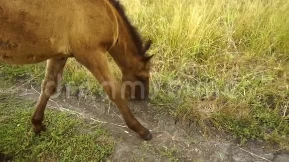 小白驹奔跑吃草视频的预览图