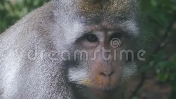 自然环境中滑稽恒河猴的特写肖像慢动作视频的预览图