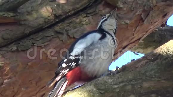 大斑点啄木鸟平底松果视频的预览图