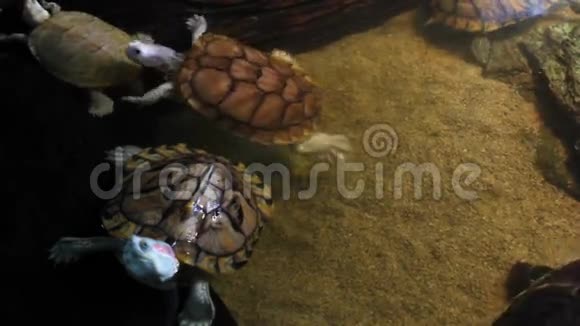 乌龟的生活视频的预览图