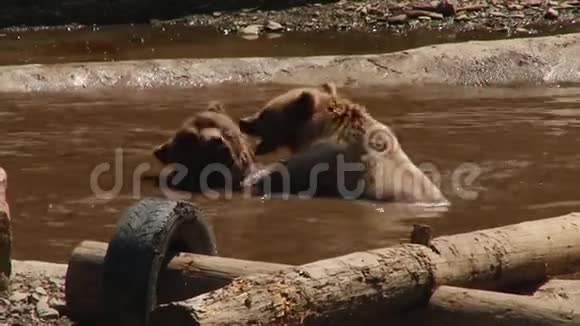 布朗熊在池塘的保护区里玩耍视频的预览图