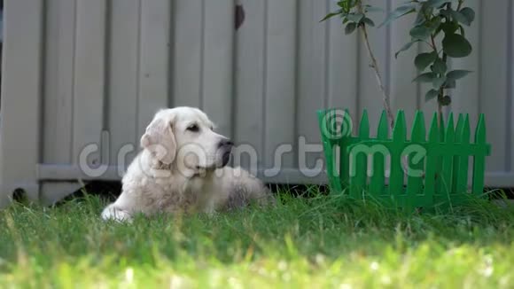 宠物的幸福生活美丽的整洁的纯种狗在房子院子里的草地上休息视频的预览图
