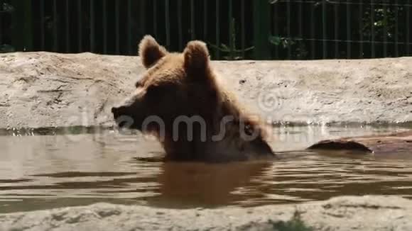布朗熊在池塘的保护区里玩耍视频的预览图