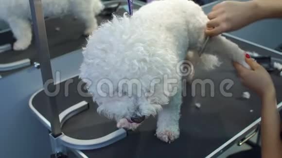理发师在兽医诊所一只狗BichonFrise视频的预览图