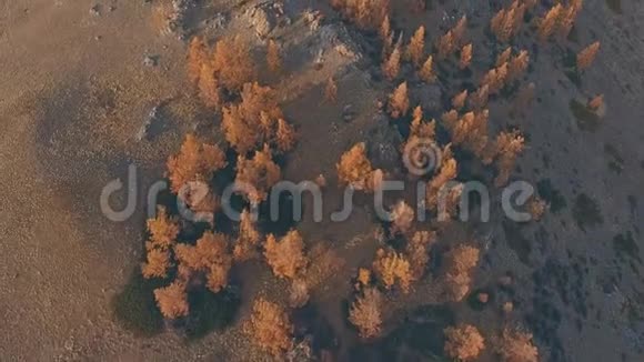 秋天的树木在山区从鸟瞰拍摄视频的预览图