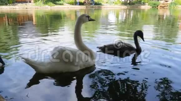虐待野生动物剪翅膀的鸟在湖里游泳白天鹅不能飞鸟在河里游泳视频的预览图