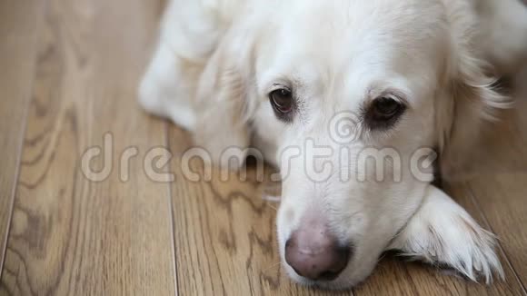 家庭中宠物的幸福生活一只快乐的丰满的狗一只金色的猎犬正在休息躺在厨房的地板上视频的预览图