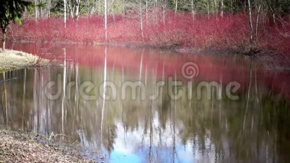山茱萸桑榆早春池塘边常见的茱萸视频的预览图