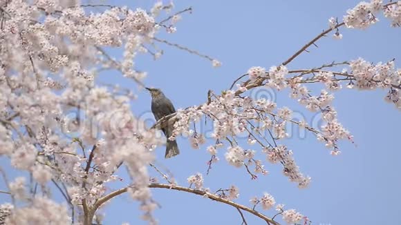 日本东京昭和金恩公园的鸟和樱花视频的预览图