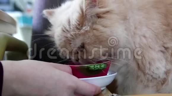 关闭波斯猫饮用水视频的预览图