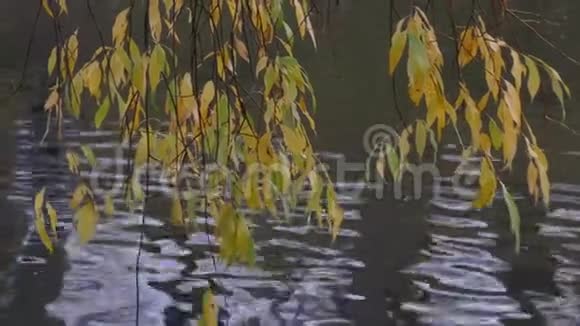 有黄色秋叶的树视频的预览图