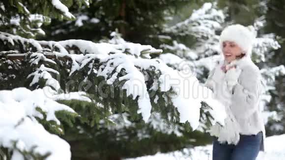 漂亮的雌鸟拍打着杉树树枝摇落了一场雪视频的预览图