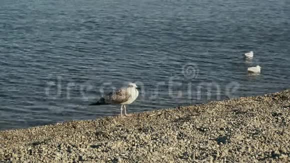 一只成年海鸥站在鹅卵石滩上一只小海鸥站在水里视频的预览图