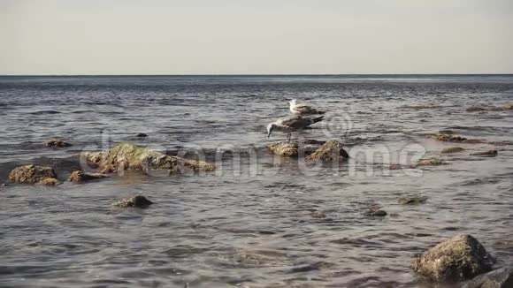 两只海鸥在岸边的石头上缓慢移动视频的预览图