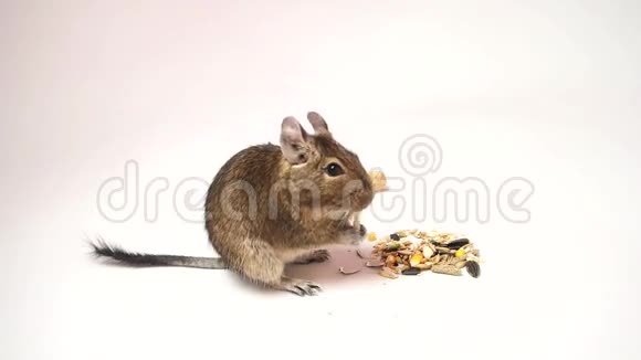 小智利松鼠吃早餐视频的预览图