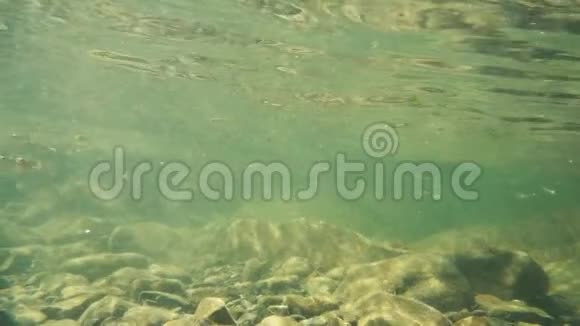 泥泞的水中的小鱼岩石底部的慢潮视频的预览图