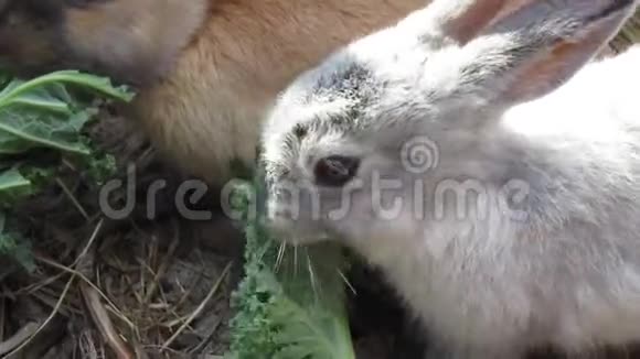 明亮的棕色和灰色的小兔子吃甘蓝视频的预览图