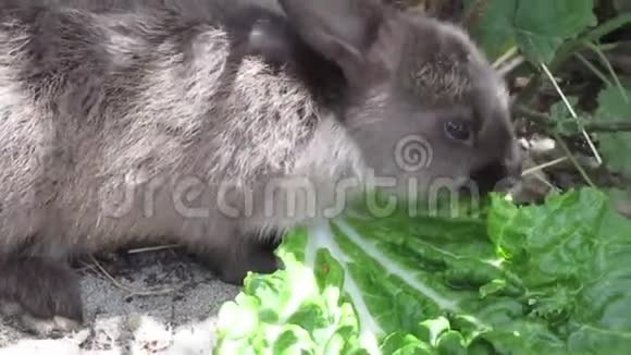 明亮的棕灰色小兔子吃甘蓝视频的预览图