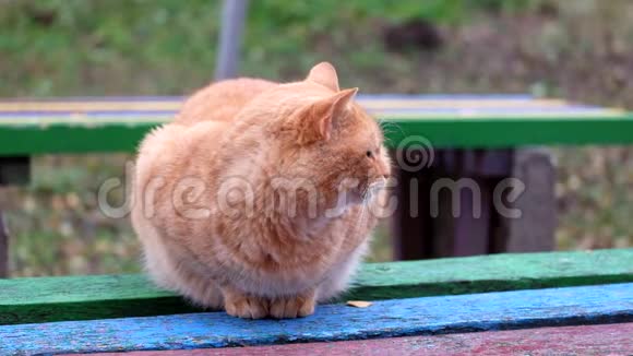 肥姜猫坐在长凳上环顾四周视频的预览图