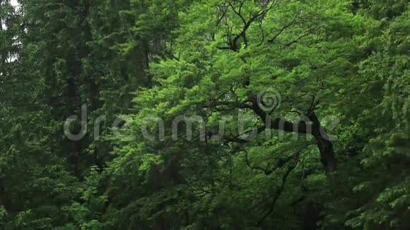 风吹过森林中的一棵树视频的预览图