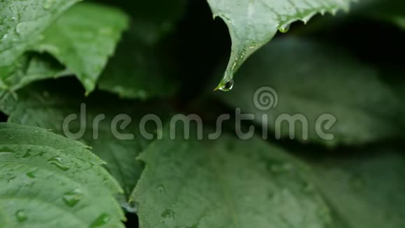热带叶子的雨滴在柔和缓慢的运动中视频的预览图